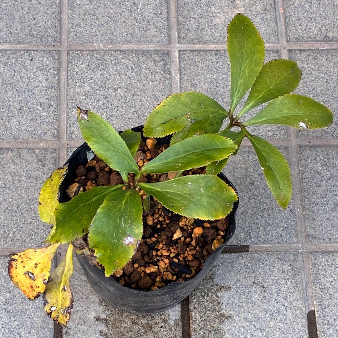 ま*️様 ☘️完成形☘️根パンパン❤️沢山新芽元気株❤️3233⭐️小輪⭐️カラ