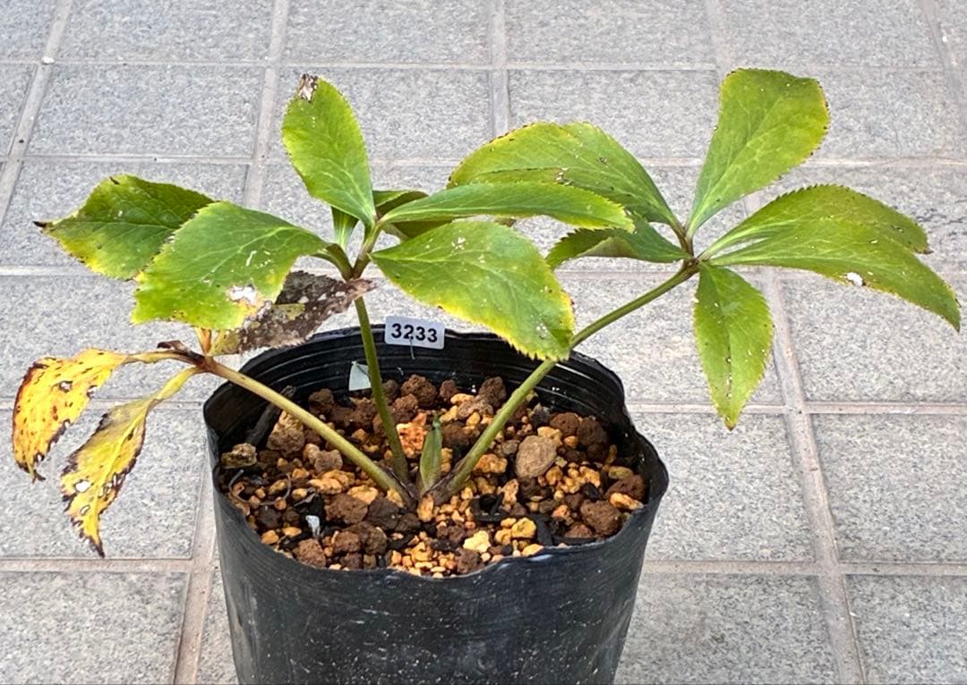 ま*️様 ☘️完成形☘️根パンパン❤️沢山新芽元気株❤️3233⭐️小輪⭐️カラ