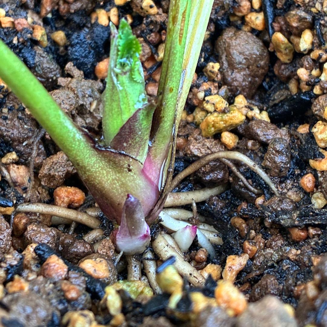 ま*️様 ☘️完成形☘️根パンパン❤️沢山新芽元気株❤️3233⭐️小輪⭐️カラ