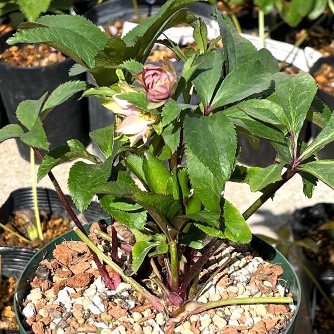 ま*️様 ☘️完成形☘️根パンパン❤️沢山新芽元気株❤️3233⭐️小輪⭐️カラ