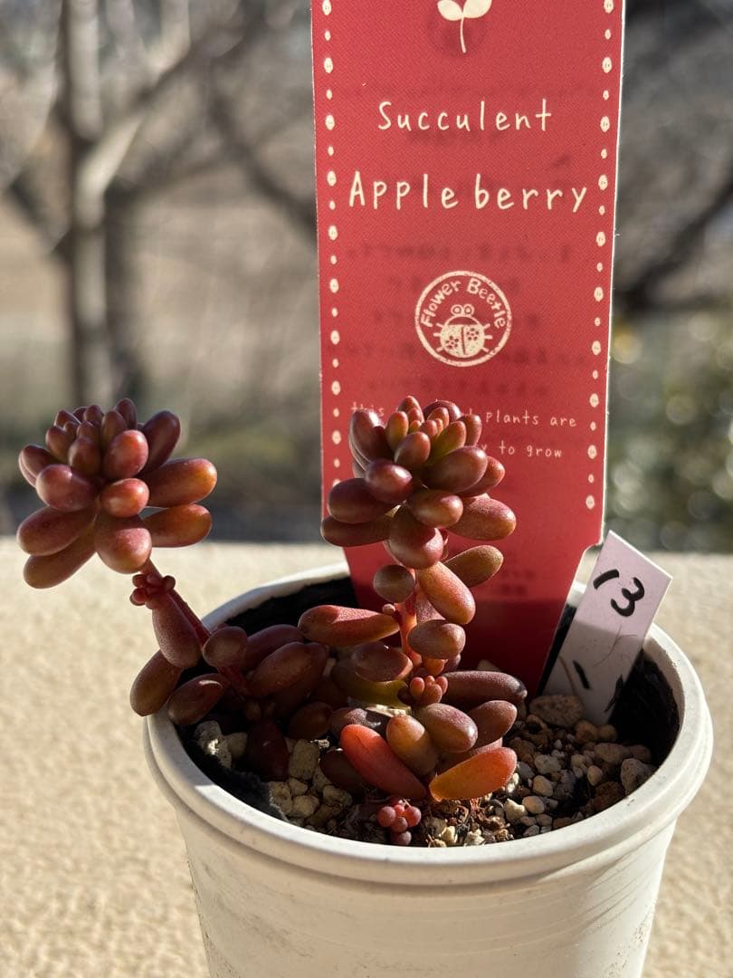 Apple berry アップルベリー　１３　抜き苗　札付き　セダム　多肉