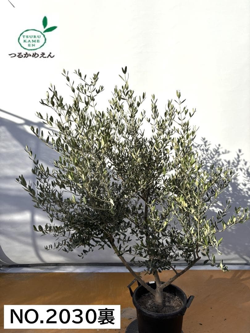 オリーブの木　コレッジョラ　約170cm　NO.2030　大型　現品掲載