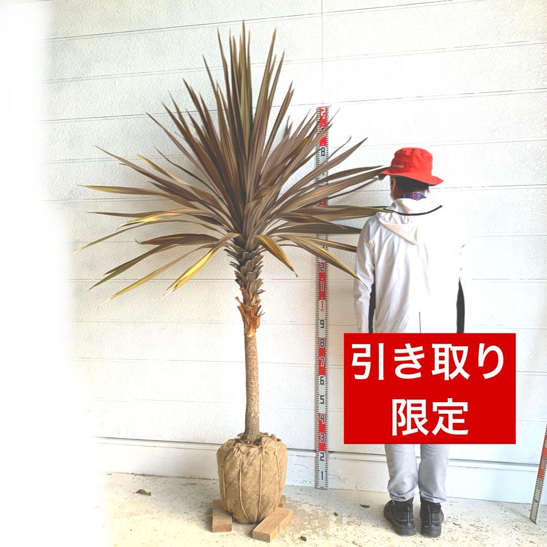 引き取り限定　大株　赤ドラセナ　斑入り　コルジリネ レッドスター　37