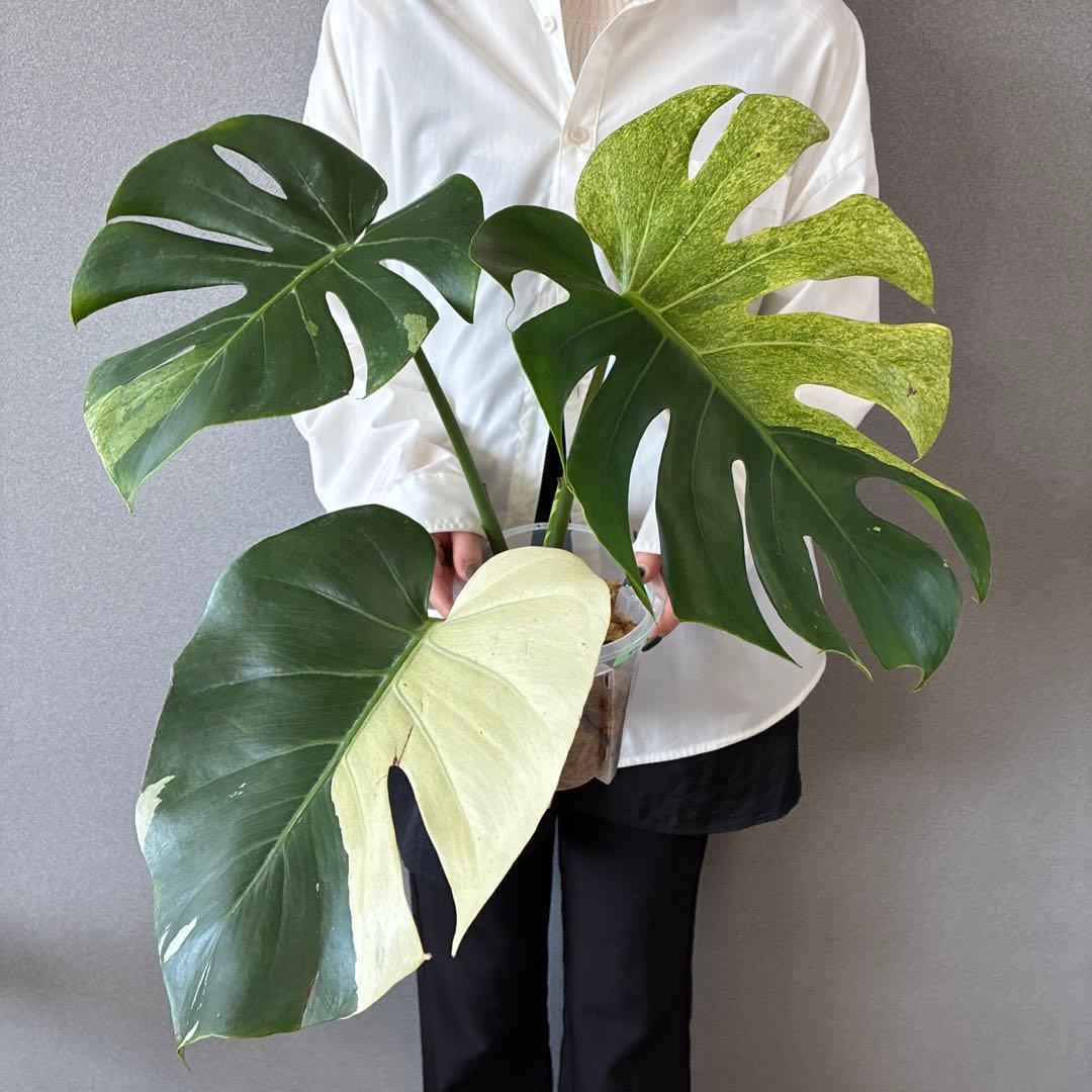 超超超絶希少❗️サイズ特大❗️モンステラ　デリシオーサ　スフィンクス✨