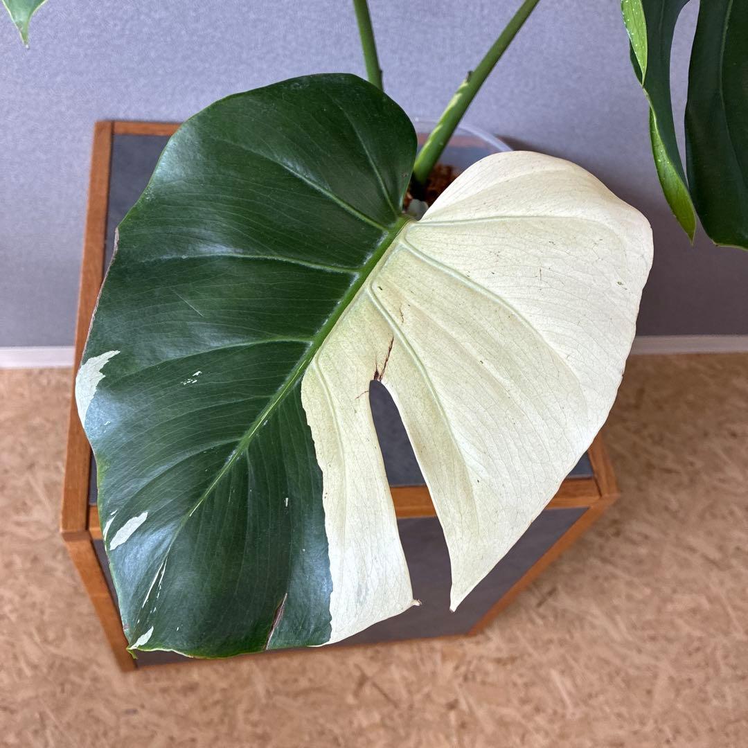 超超超絶希少❗️サイズ特大❗️モンステラ　デリシオーサ　スフィンクス✨