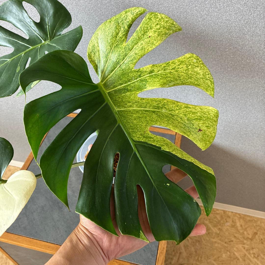 超超超絶希少❗️サイズ特大❗️モンステラ　デリシオーサ　スフィンクス✨