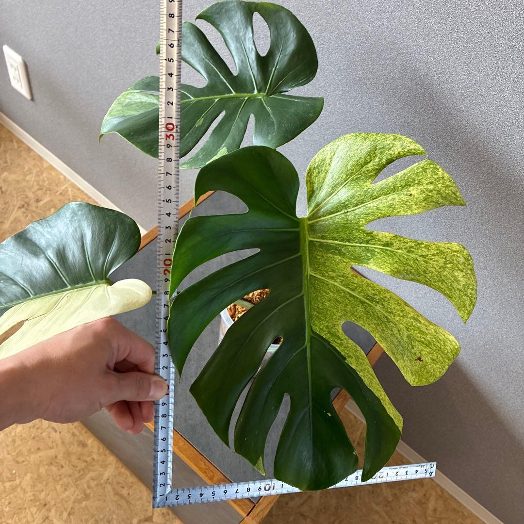 超超超絶希少❗️サイズ特大❗️モンステラ　デリシオーサ　スフィンクス✨