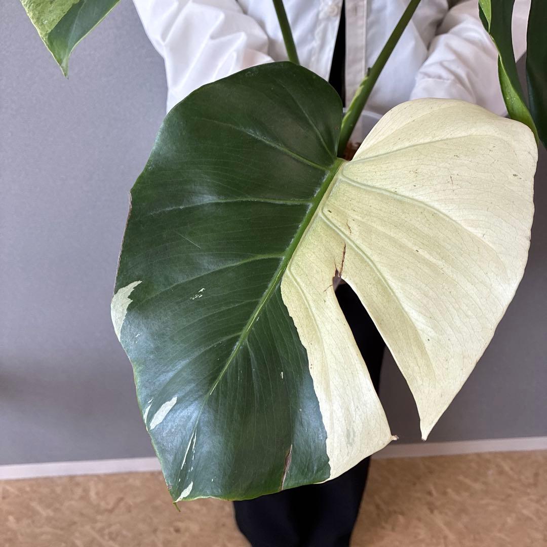 超超超絶希少❗️サイズ特大❗️モンステラ　デリシオーサ　スフィンクス✨