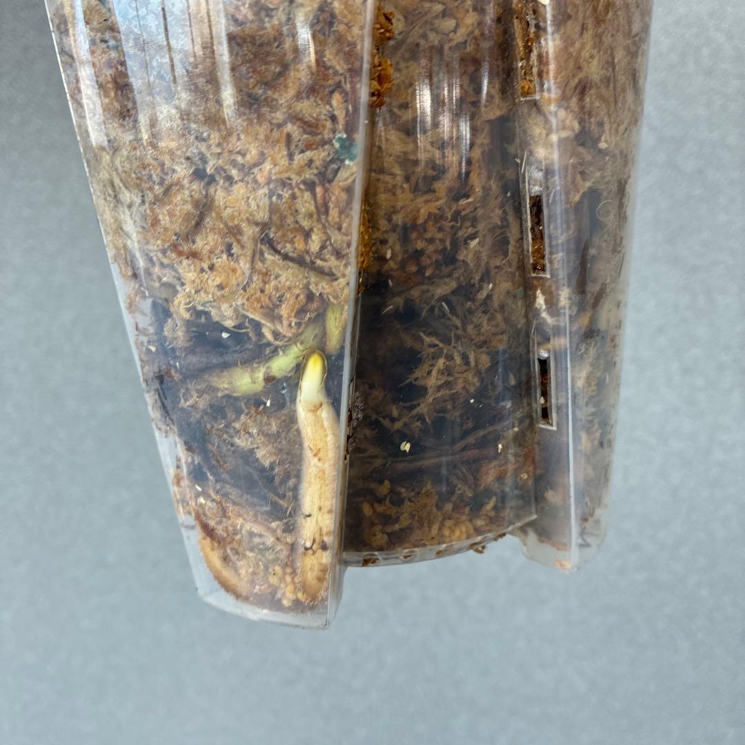 超超超絶希少❗️サイズ特大❗️モンステラ　デリシオーサ　スフィンクス✨