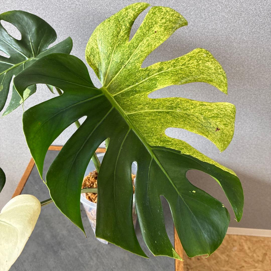 超超超絶希少❗️サイズ特大❗️モンステラ　デリシオーサ　スフィンクス✨