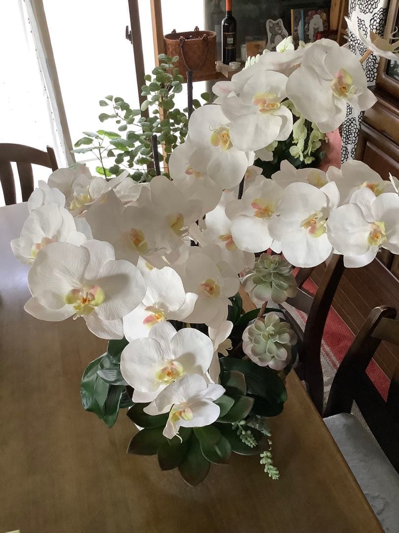 エミリオロバ　胡蝶蘭と多肉　専用です