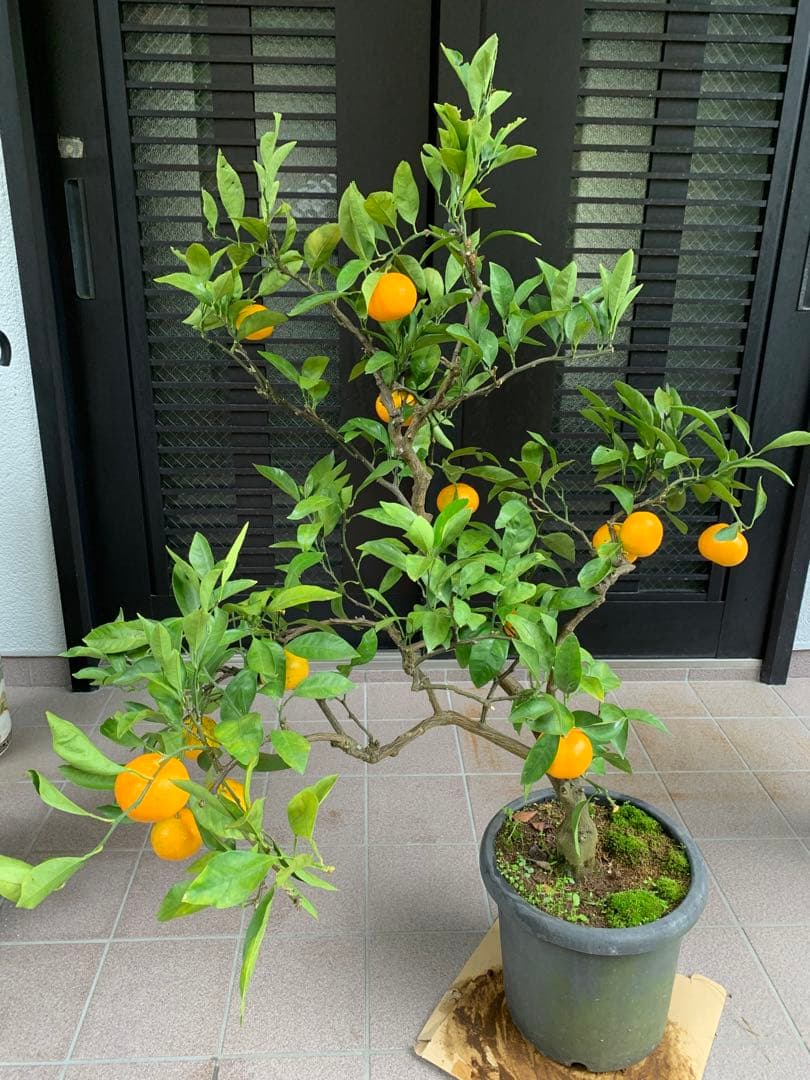 興津早生蜜柑苗木 果樹 特大株 抜き苗発送