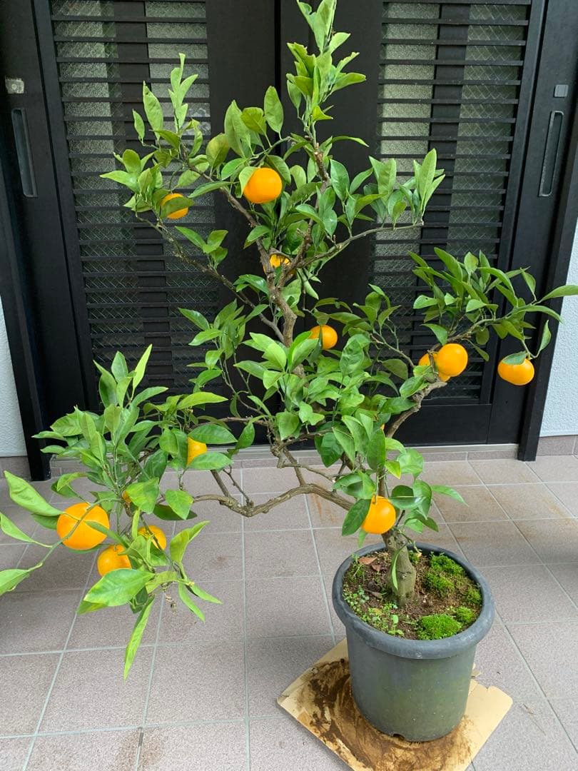 興津早生蜜柑苗木 果樹 特大株 抜き苗発送