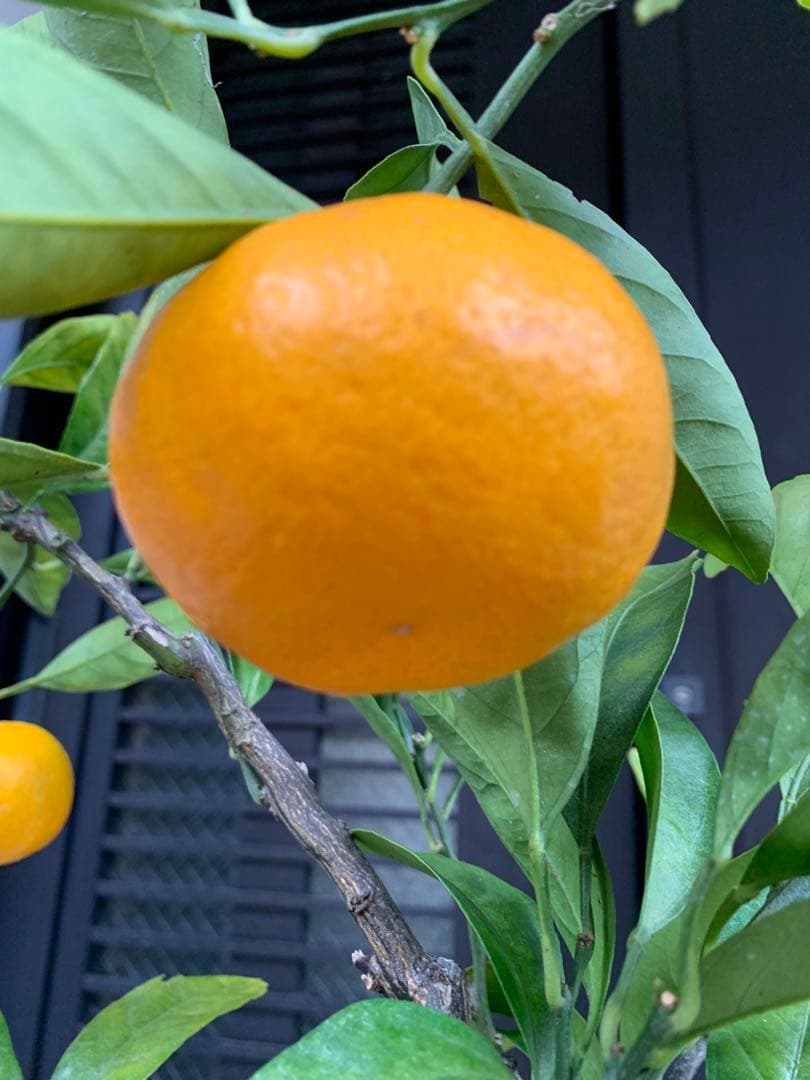 興津早生蜜柑苗木 果樹 特大株 抜き苗発送