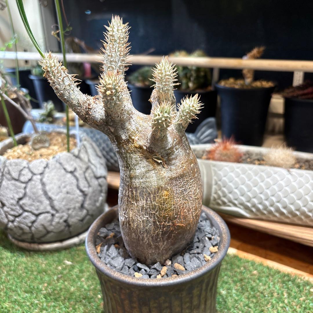 パキポディウム　イノピナツム　現地球