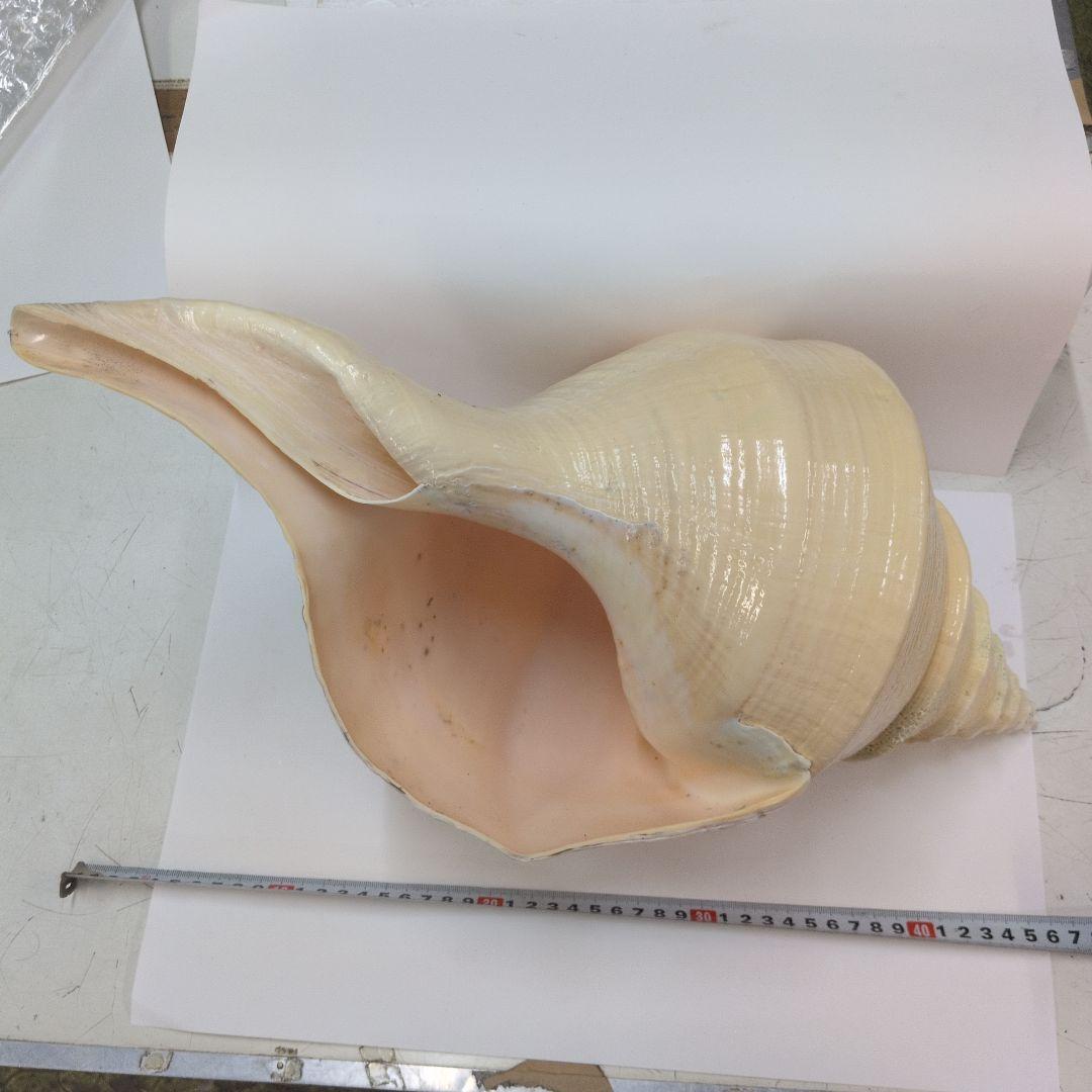 貝型置物 巻貝 約46cm