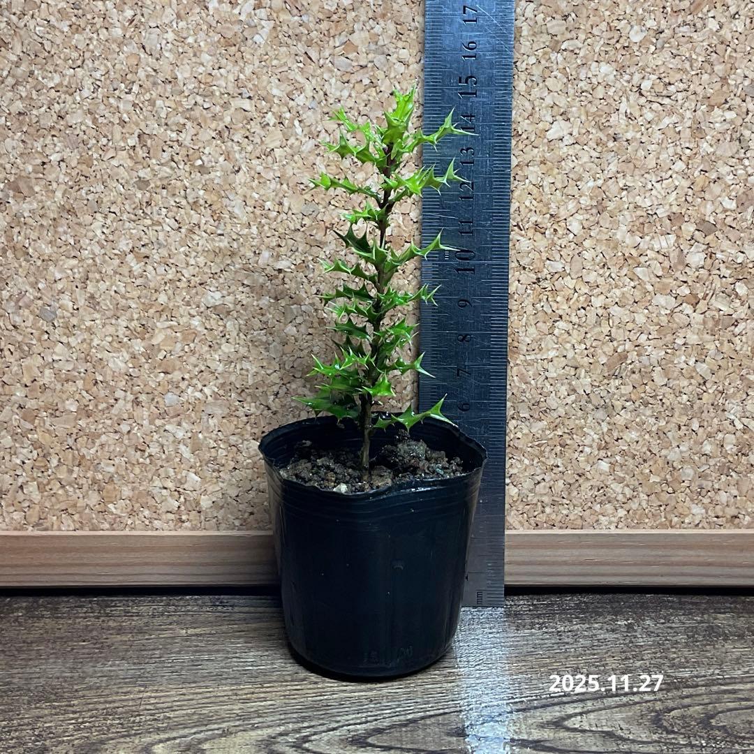 208.　柊　ヒイラギ　抜き苗