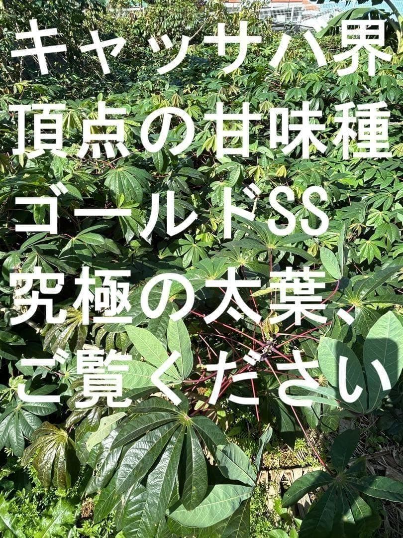 官能的な旨味と甘味◆高級種◆キャッサバ・ゴールドSS◆挿し木枝。60サイズ箱満杯