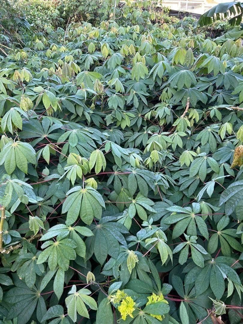 官能的な旨味と甘味◆高級種◆キャッサバ・ゴールドSS◆挿し木枝。60サイズ箱満杯