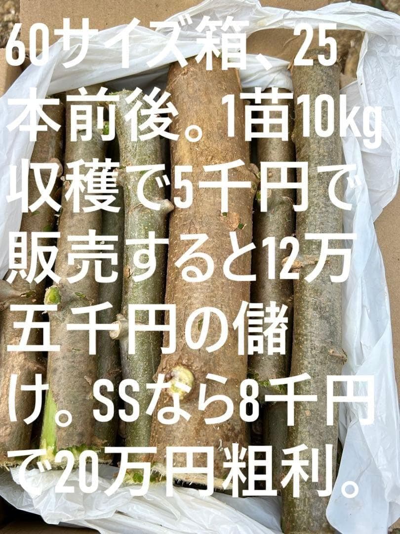 官能的な旨味と甘味◆高級種◆キャッサバ・ゴールドSS◆挿し木枝。60サイズ箱満杯