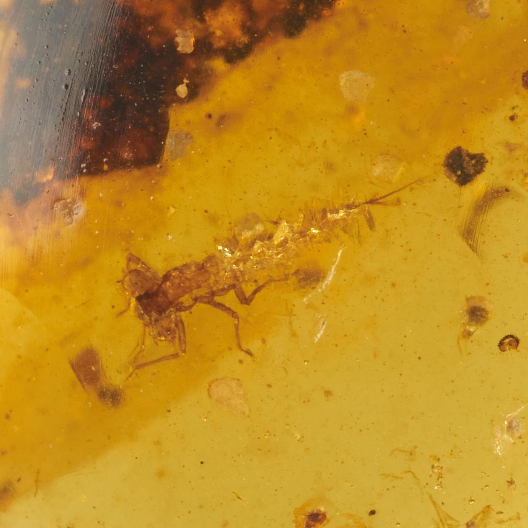 レア極上品 PA127 白亜紀のイトトンボ（豆娘）の幼虫Naiad/Larva）