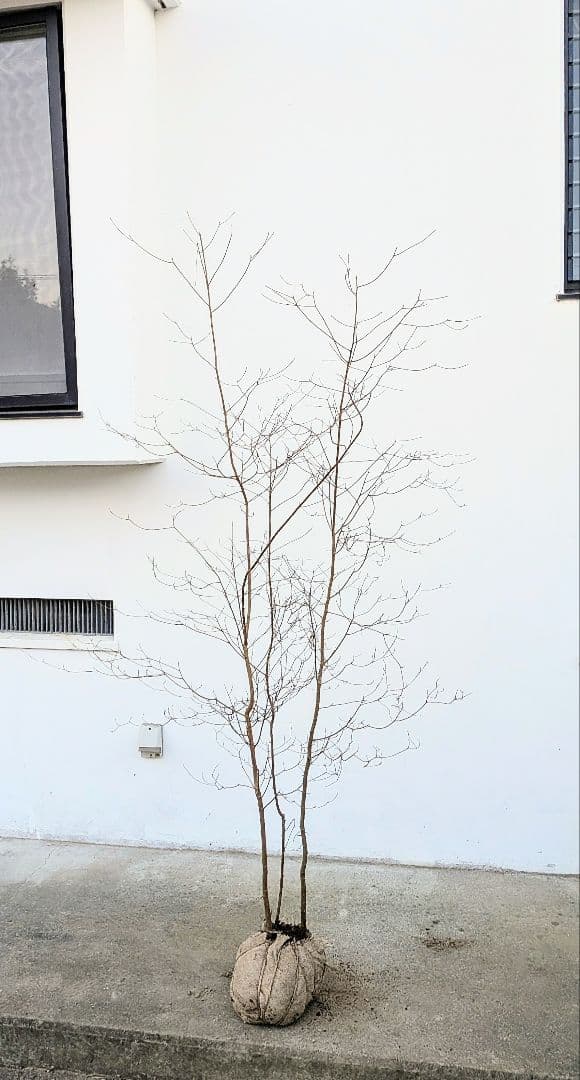 優良。山採りリョウブ。