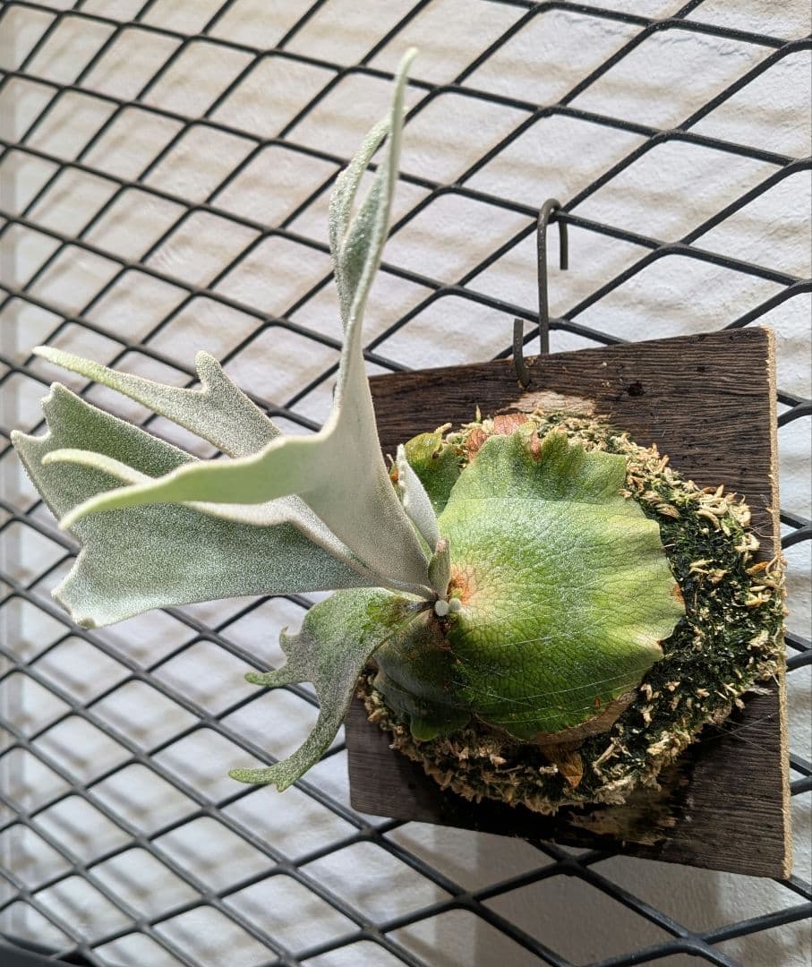 希少ビカク／ウイリンキー／wildcatワイルドキャット／OC子株