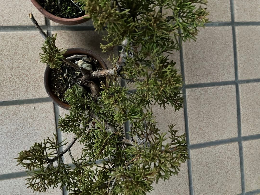 小品盆栽　真柏糸魚川　優良素材2鉢セット　★大特価！大幅値下げ早いもの勝ち