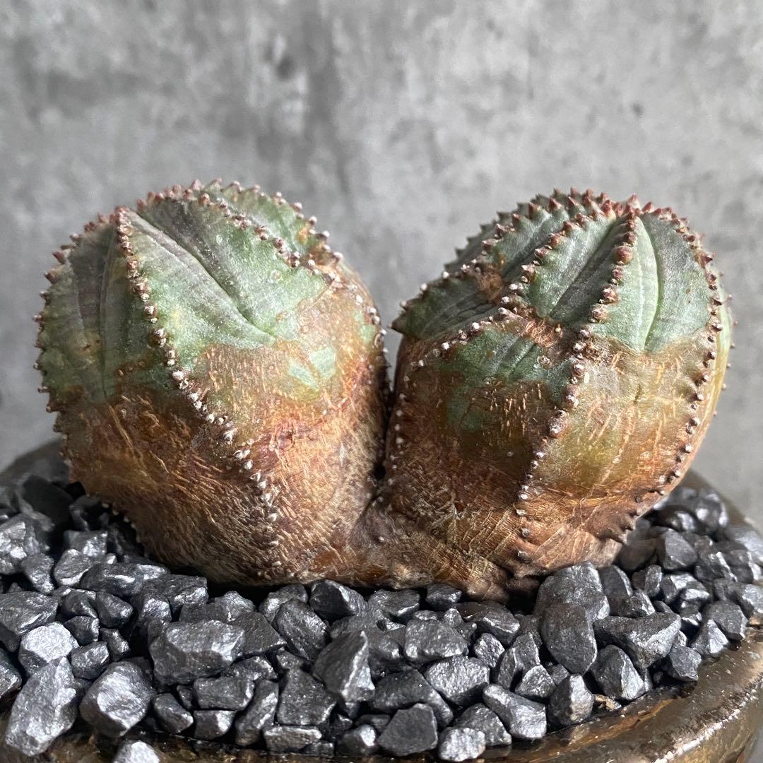 H*T様 B16123★オークション販売★ユーフォルビア 極上木化 ダブルヘッド