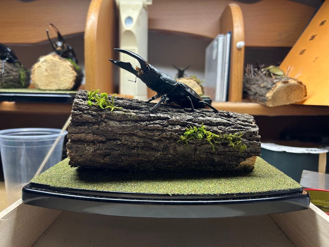 マ*チ様 昆虫標本　LIVE標本　スマトラオオヒラタ 106.4mm