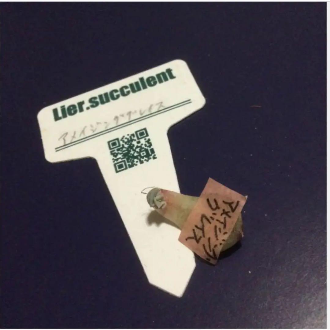 多肉植物②⭐️⭐️⭐️リエール韓国苗⭐️アメイジンググレイス　葉挿し1枚　発芽