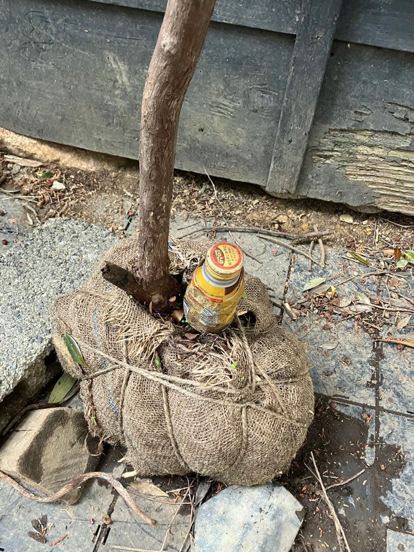 山採り　ナツハゼ