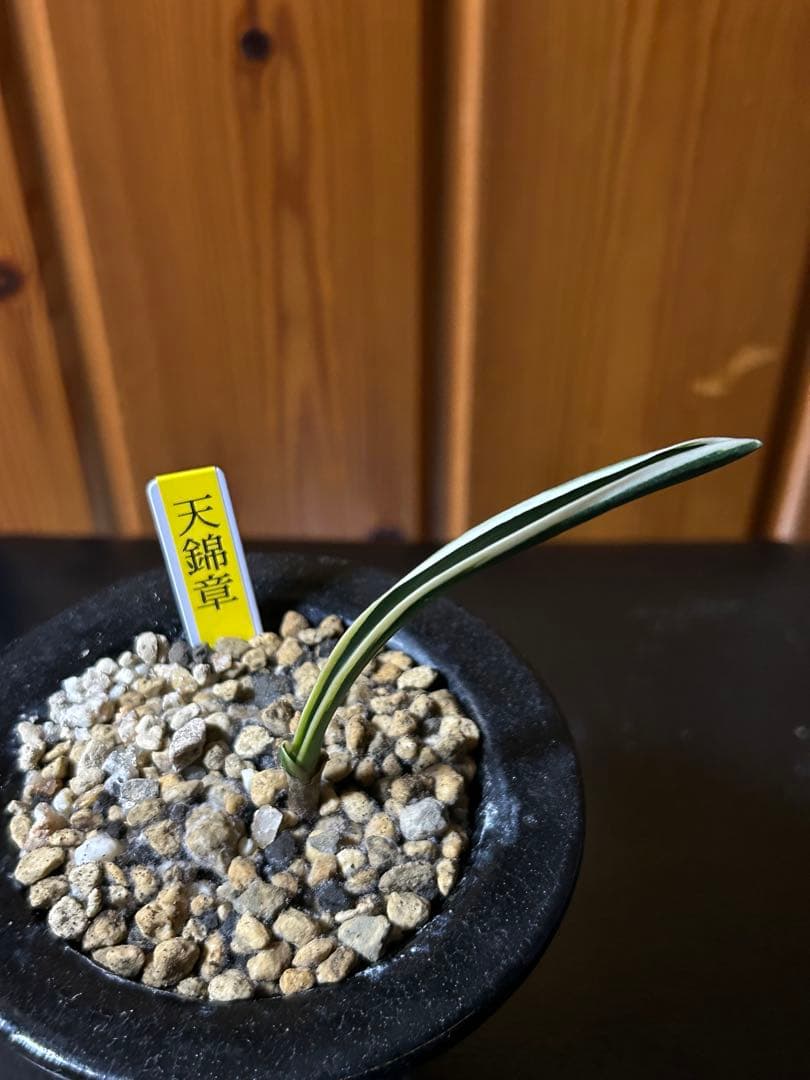 超希少　万年青　天錦章（てんきんしょう）これからの成長に期待