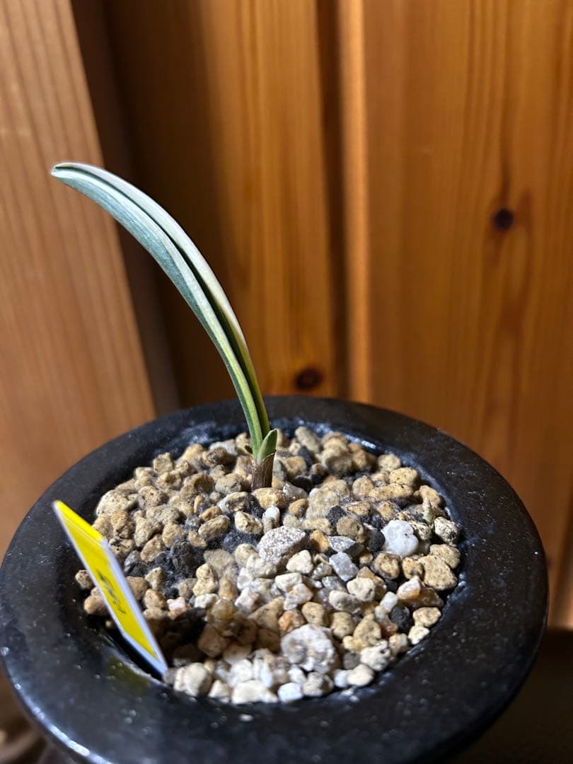 超希少　万年青　天錦章（てんきんしょう）これからの成長に期待