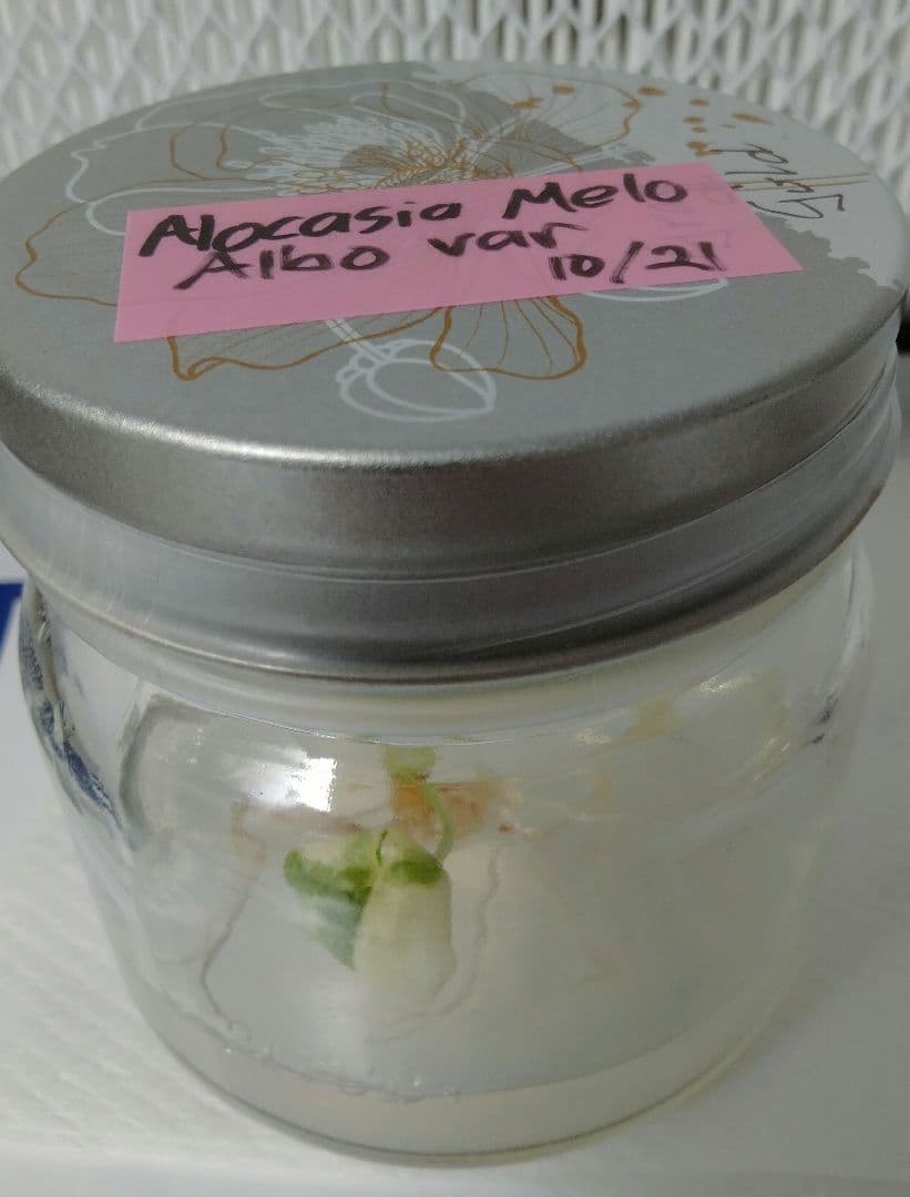 Alocasia Melo Albo var アロカシア メロ アルボ 斑入り