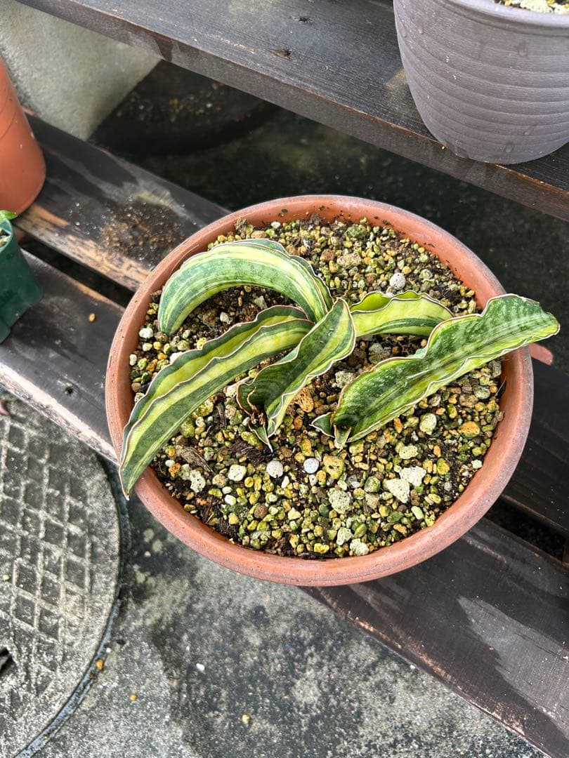 サンスベリア　ドラゴンウィング　斑入り