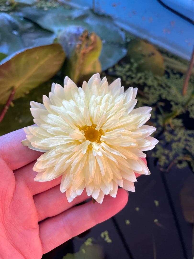 熱帯睡蓮　goldenfriendship バルブ