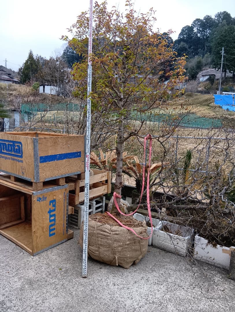 常緑ヤマボウシ（大型サイズ）インテリア用