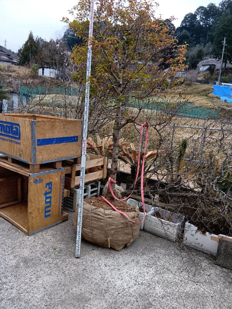 常緑ヤマボウシ（大型サイズ）インテリア用