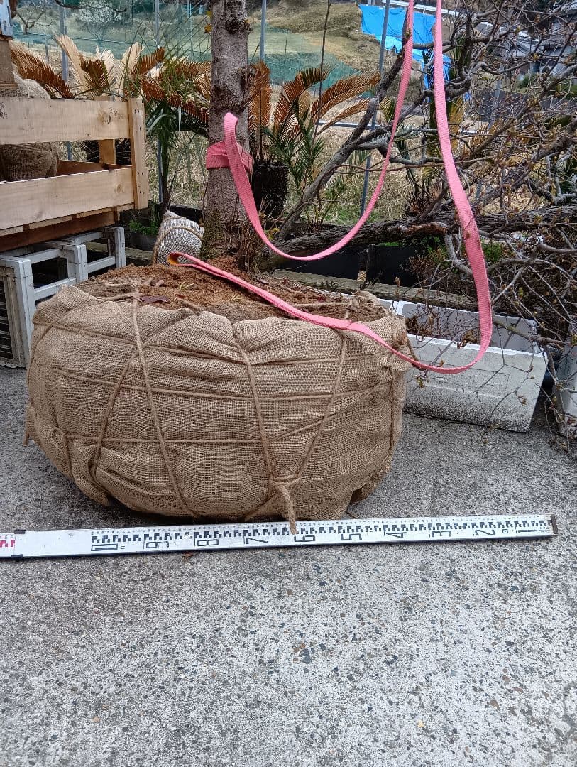 常緑ヤマボウシ（大型サイズ）インテリア用