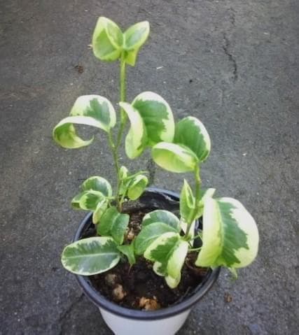 斑入り　ベンジャミン　シタシオン　苗　バロック　観葉植物　花卉/園芸