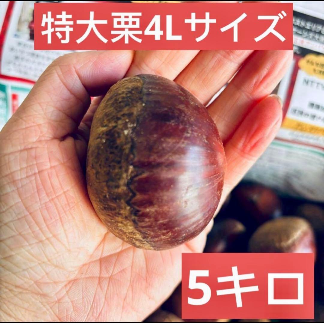 ひかる　5kg
