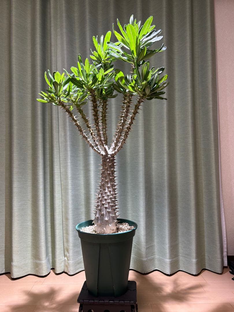 パキポディウム アンボンゲンセ　実生株　引取り限定