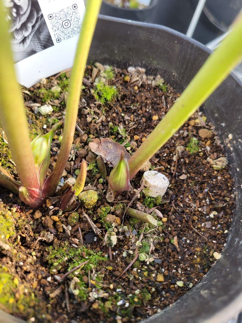 広瀬園芸　ピンクスポット多弁　クリスマスローズ