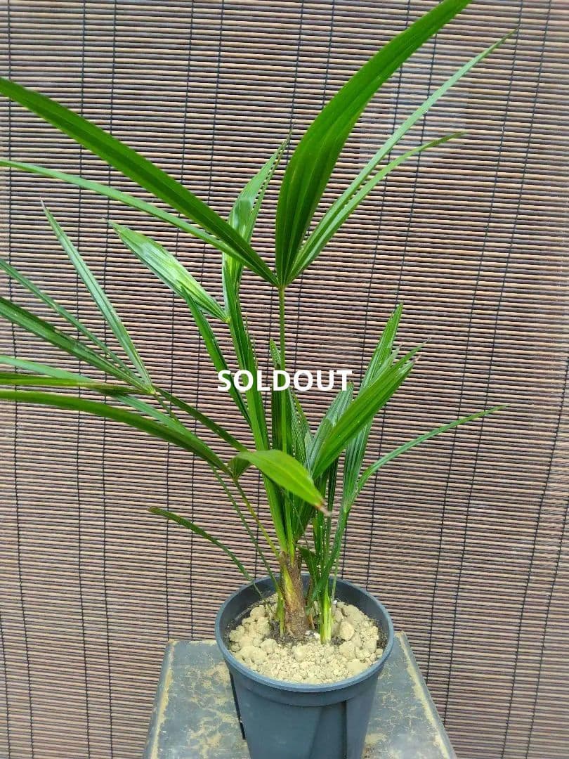 抜き苗発送/棕櫚　実生