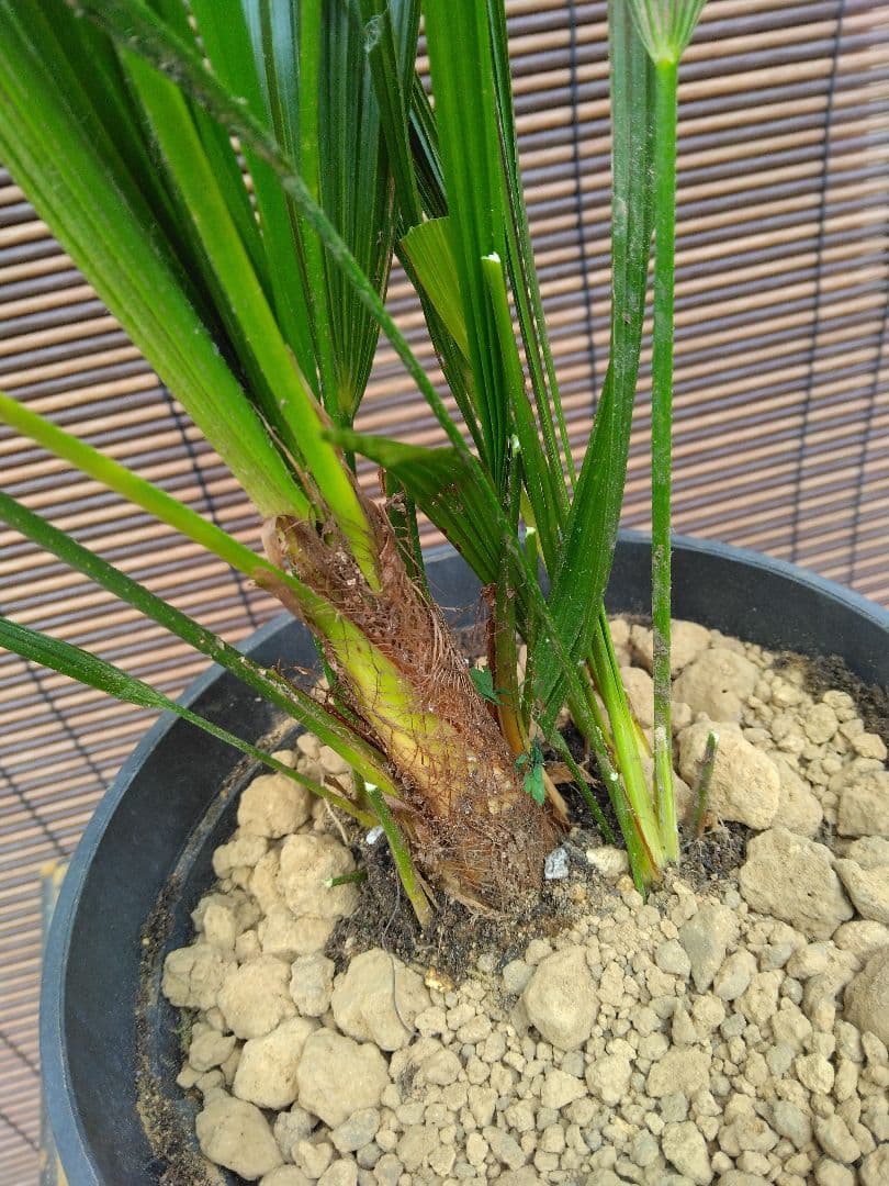 抜き苗発送/棕櫚　実生