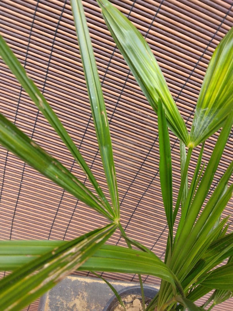 抜き苗発送/棕櫚　実生