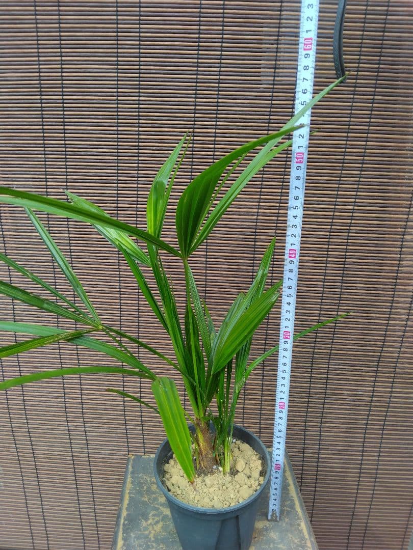 抜き苗発送/棕櫚　実生