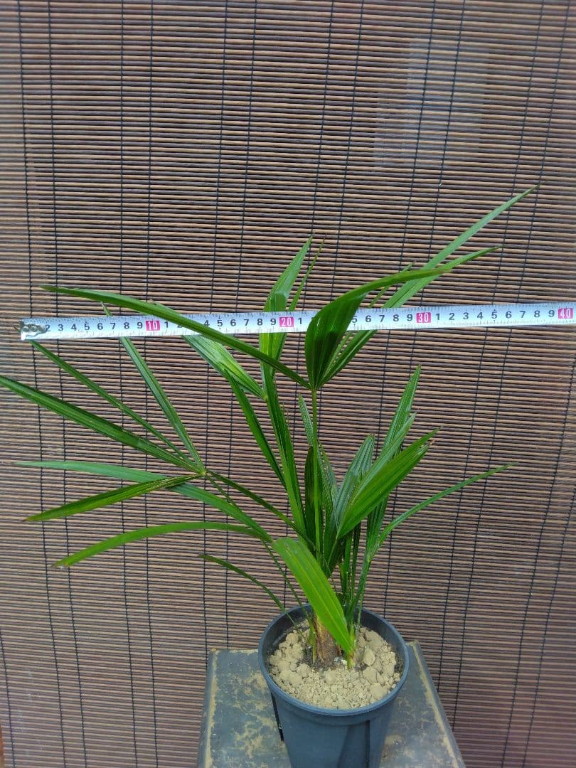 抜き苗発送/棕櫚　実生