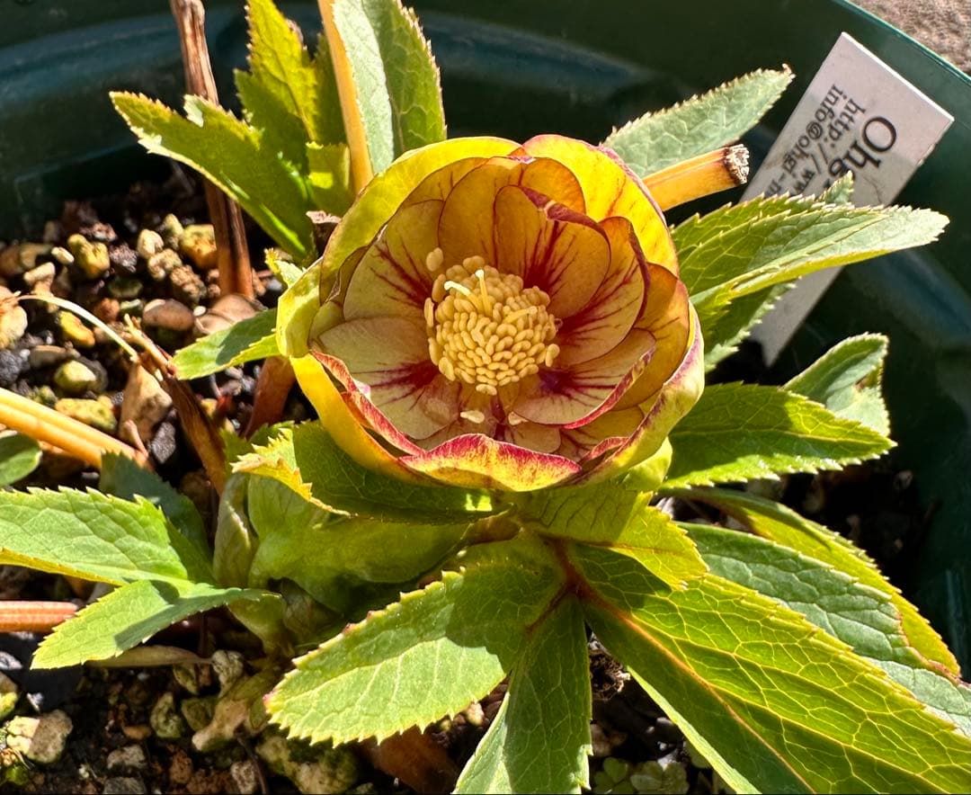 クリスマスローズ　ブラウニー　交配苗　大木ナーサリー